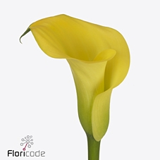 Zantedeschia monte carlo