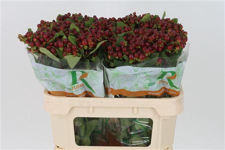 <h4>Hyp Magical Seasons</h4>