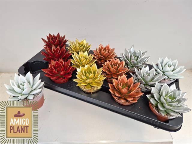 <h4>ECHEV MIRANDA</h4>