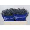 Eryngium Blue Dynamite