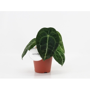 Anthurium Forgetti x Nigrolaminum