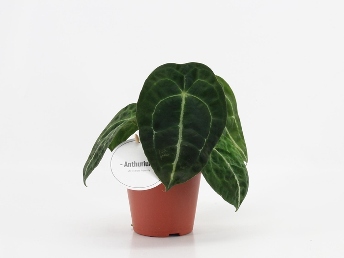 <h4>Anthurium Forgetti x Nigrolaminum</h4>