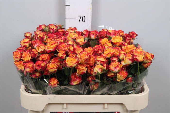 <h4>R Tr Land Of Fire</h4>