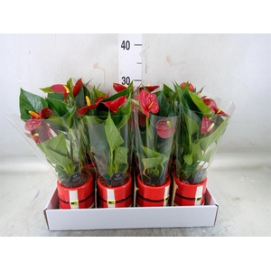 Anthurium   ...mix