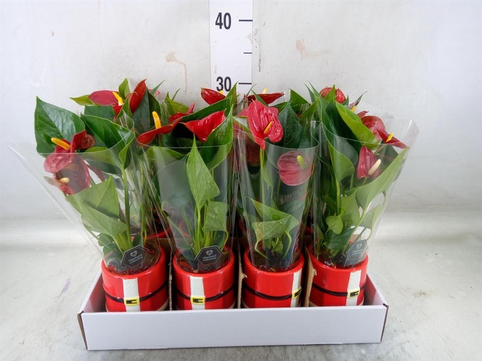 <h4>Anthurium ...mix</h4>