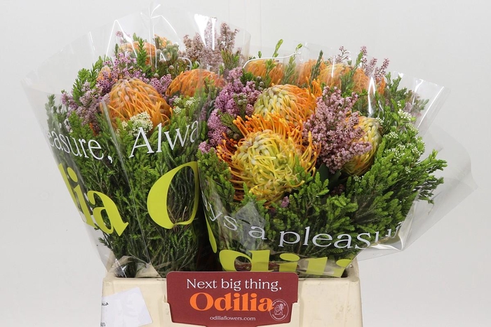 <h4>BQ Nutans 3 Flower</h4>