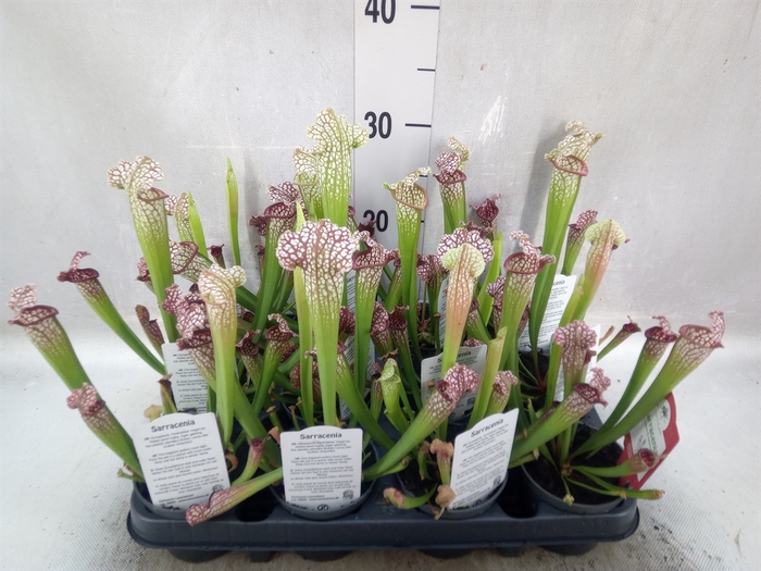 Sarracenia   ...