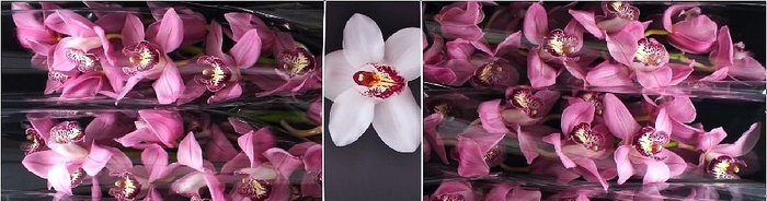 <h4>Cymbidium Sky Screper Doos</h4>