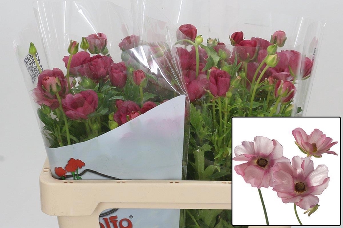 <h4>RAN BUTTERFLY LYCIA</h4>