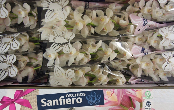 <h4>CYMB T POMPEI</h4>