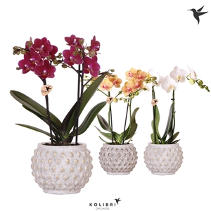 Kolibri Orchids Phalaenopsis mix 2spike in Marrakesh gold/copper