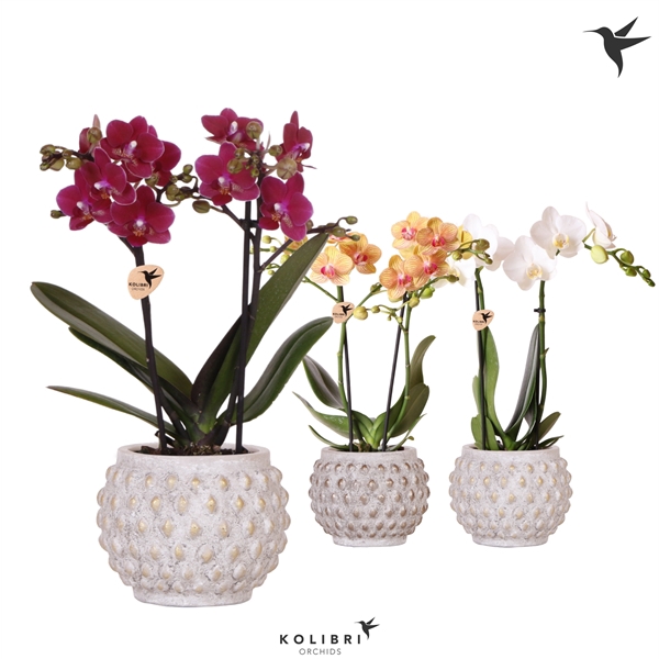 <h4>Kolibri Orchids Phalaenopsis mix 2spike in Marrakesh gold/copper</h4>