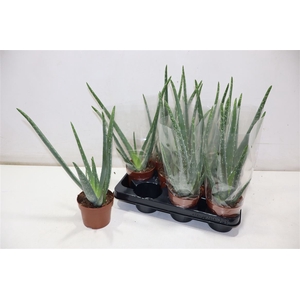 arr8 Aloe Vera