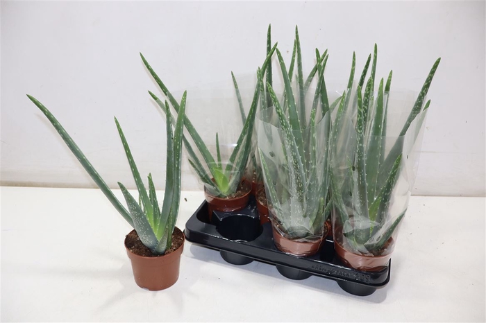 <h4>arr8 Aloe Vera</h4>