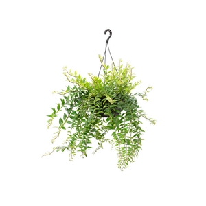 COLUMNEA BATOM C21 SEM FLOR
