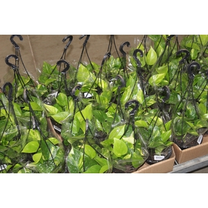JIBOIA VERDE C13 PENDENTE