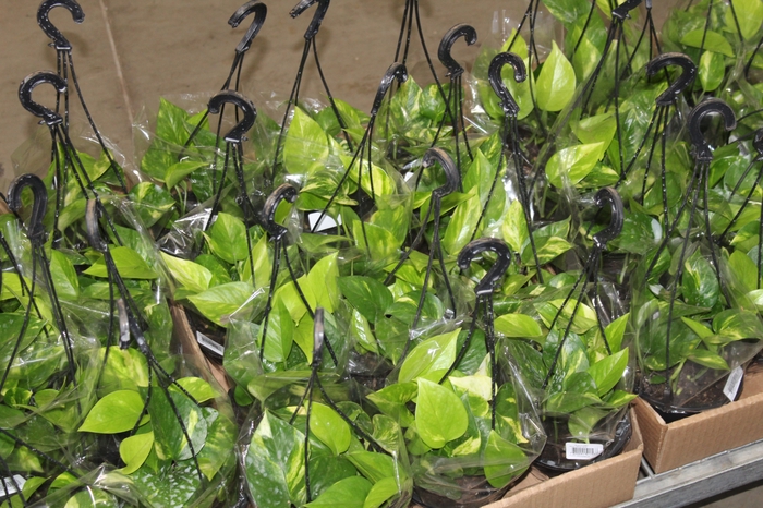 <h4>JIBOIA VERDE C13 PENDENTE</h4>