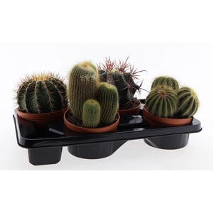 Cactus bol mix