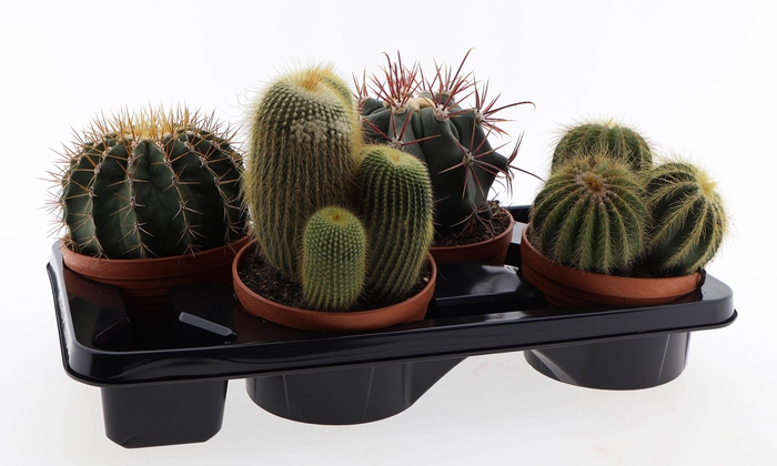 <h4>Cactus bol mix</h4>