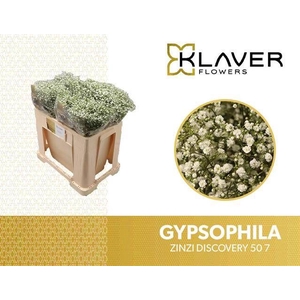 GYPS PA ZI DISCOVERY