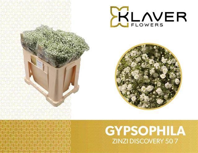 <h4>GYPS PA ZI DISCOVERY</h4>