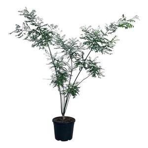 Styphnolobium japonicum