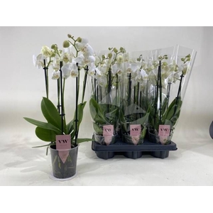PHAL AN INVERNESS