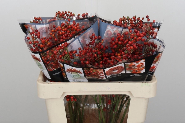 <h4>ROSA AUT ROSEFRUITS</h4>