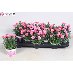 DIANTHUS I LOVE U P10.5