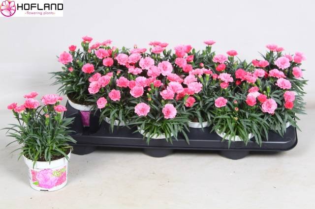 <h4>DIANTHUS I LOVE U P10.5</h4>