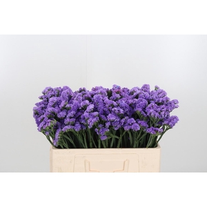 Limonium Lilac