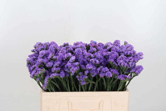 <h4>Limonium Lilac</h4>