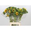 Helianthus Orange Fire