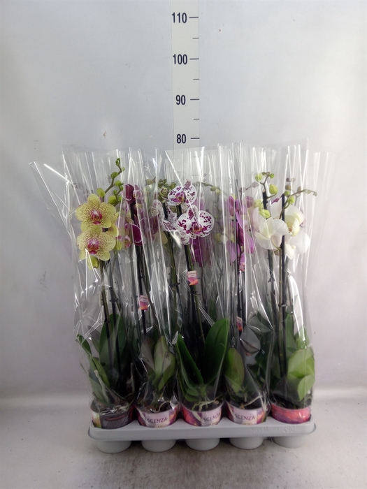 <h4>Phalaenopsis   ...mix</h4>