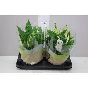 Spathiphyllum Bellini Schaal