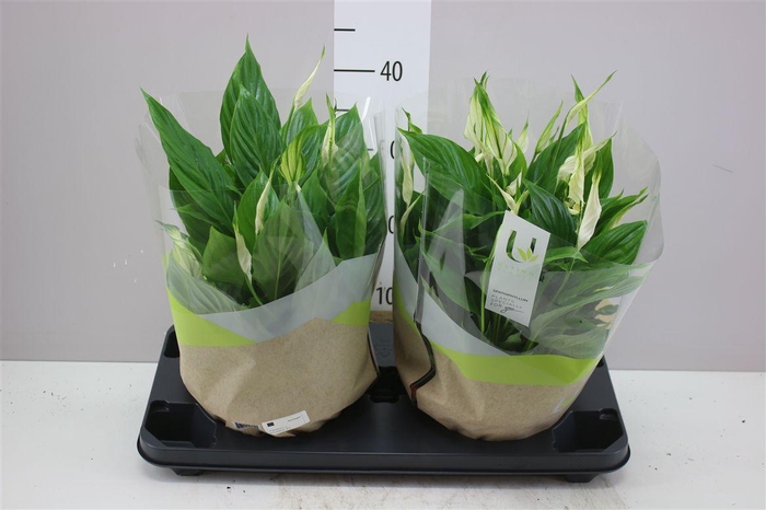 <h4>Spathiphyllum Bellini Schaal</h4>