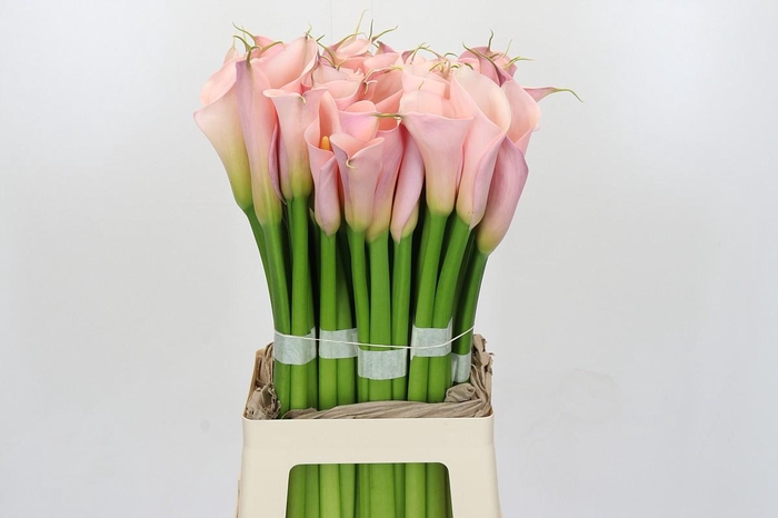 Zantedeschia Eydolls Pink