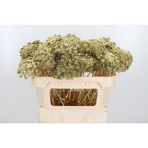 Ammi Zaad Kl Bh Goud