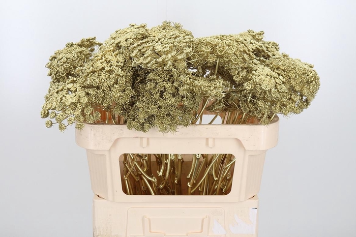 <h4>Ammi Zaad Kl Bh Goud</h4>