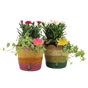 31681: Outdoor summer arrangement