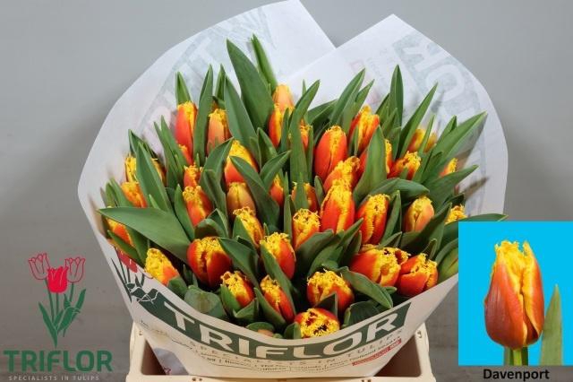 <h4>TU FR DAVENPORT</h4>