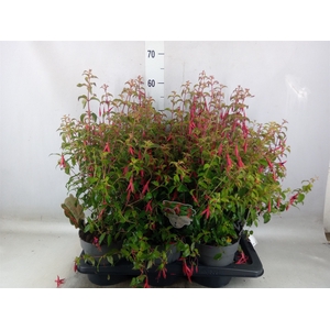 Fuchsia magellanica 'Riccartonii'