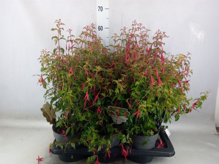 <h4>Fuchsia magellanica 'Riccartonii'</h4>