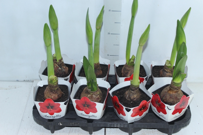 <h4>AMARYLLIS P14</h4>