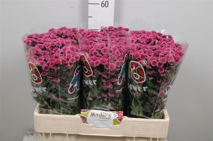 <h4>Chr S Mad Tyolo Pink</h4>