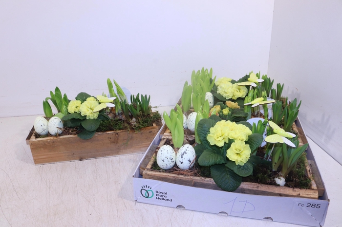 <h4>ARR TUINPLANTEN</h4>