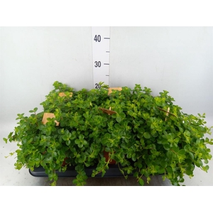 Peperomia rotundifolia