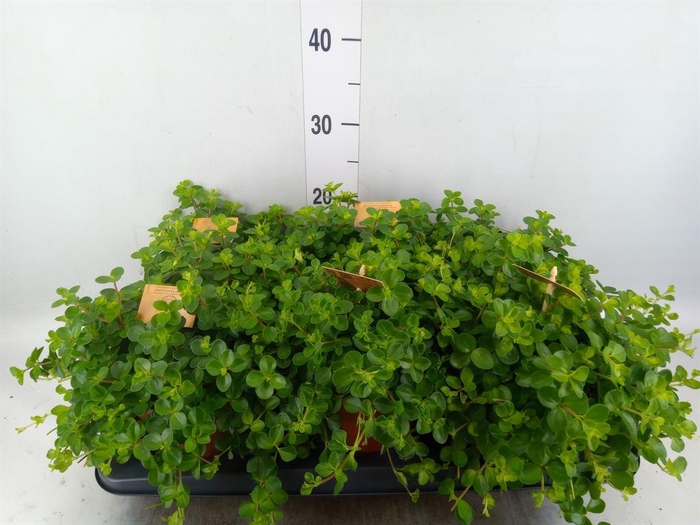 <h4>Peperomia rotundifolia</h4>