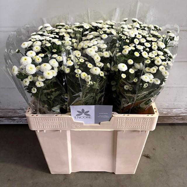 <h4>CHR S PIZARRO</h4>