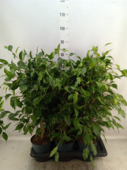 <h4>Ficus benja. 'Danita'</h4>